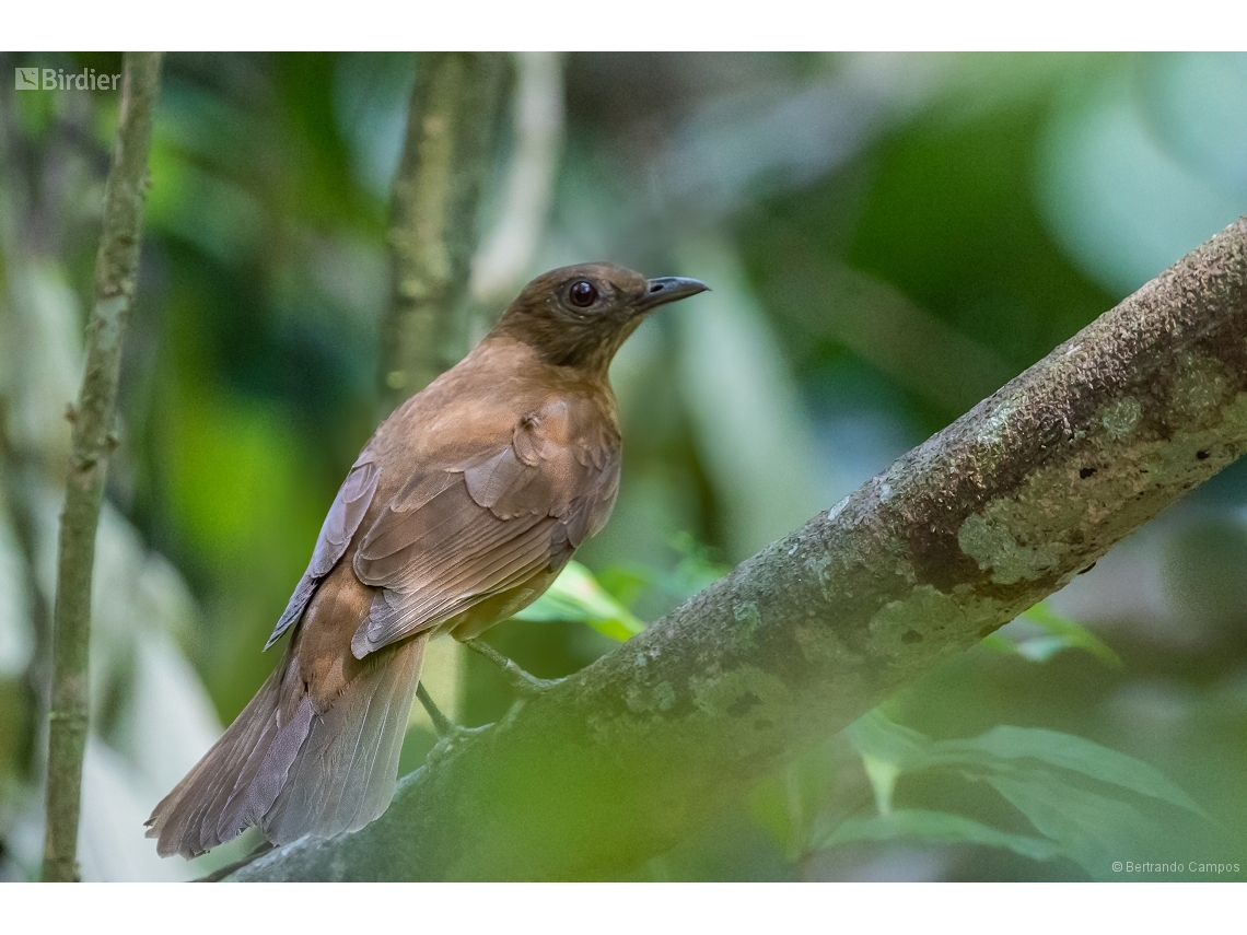 Turdus hauxwelli