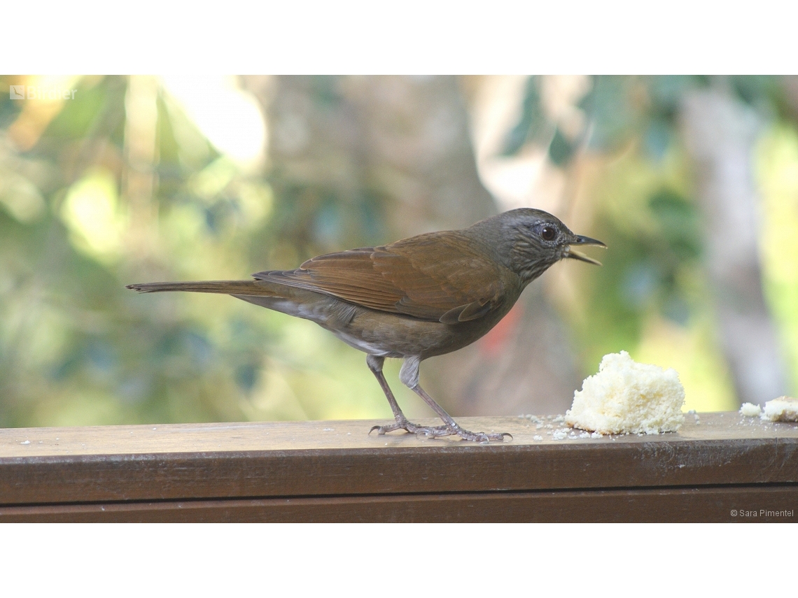 Turdus leucomelas