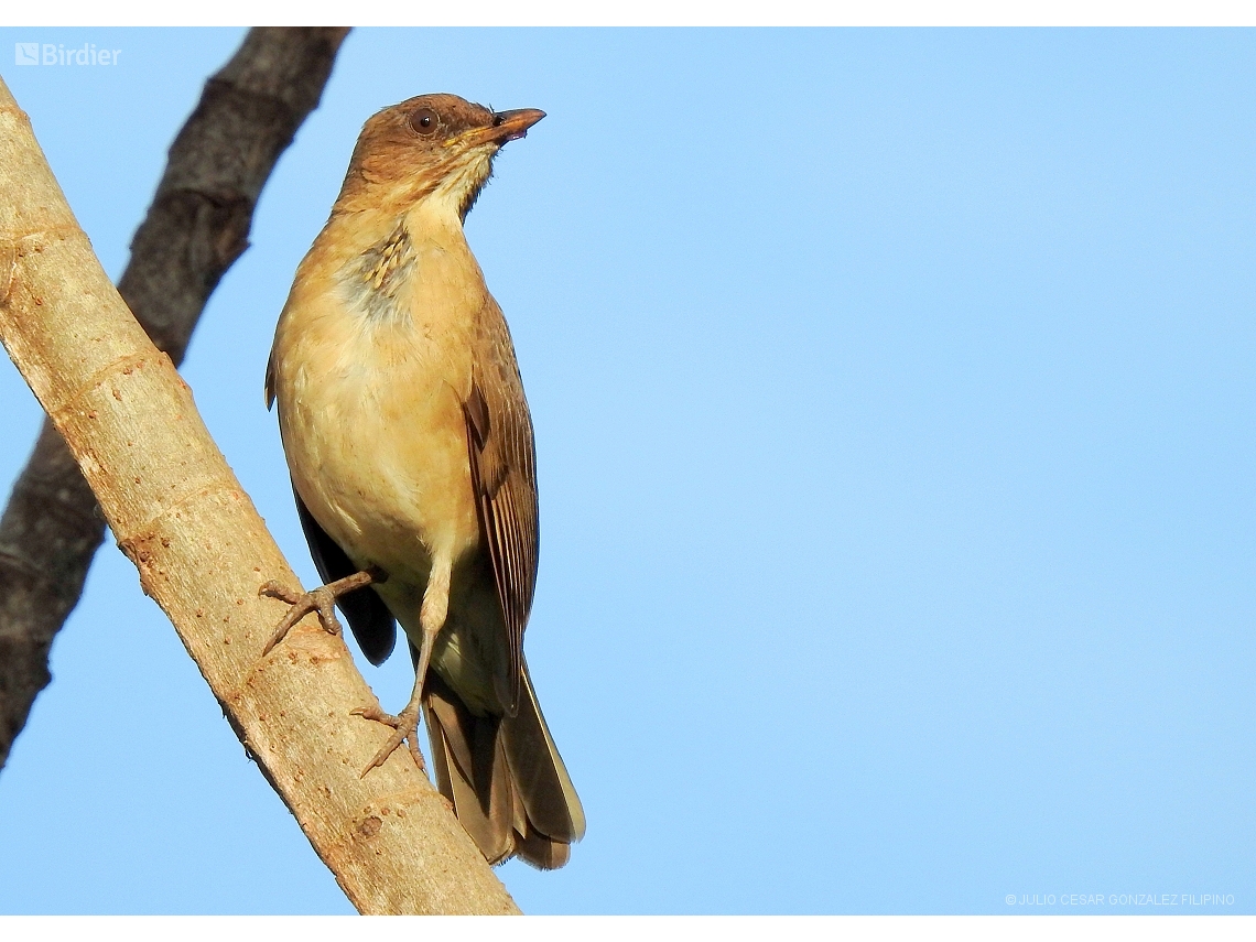 Turdus leucomelas