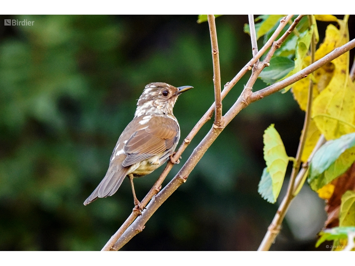 Turdus leucomelas
