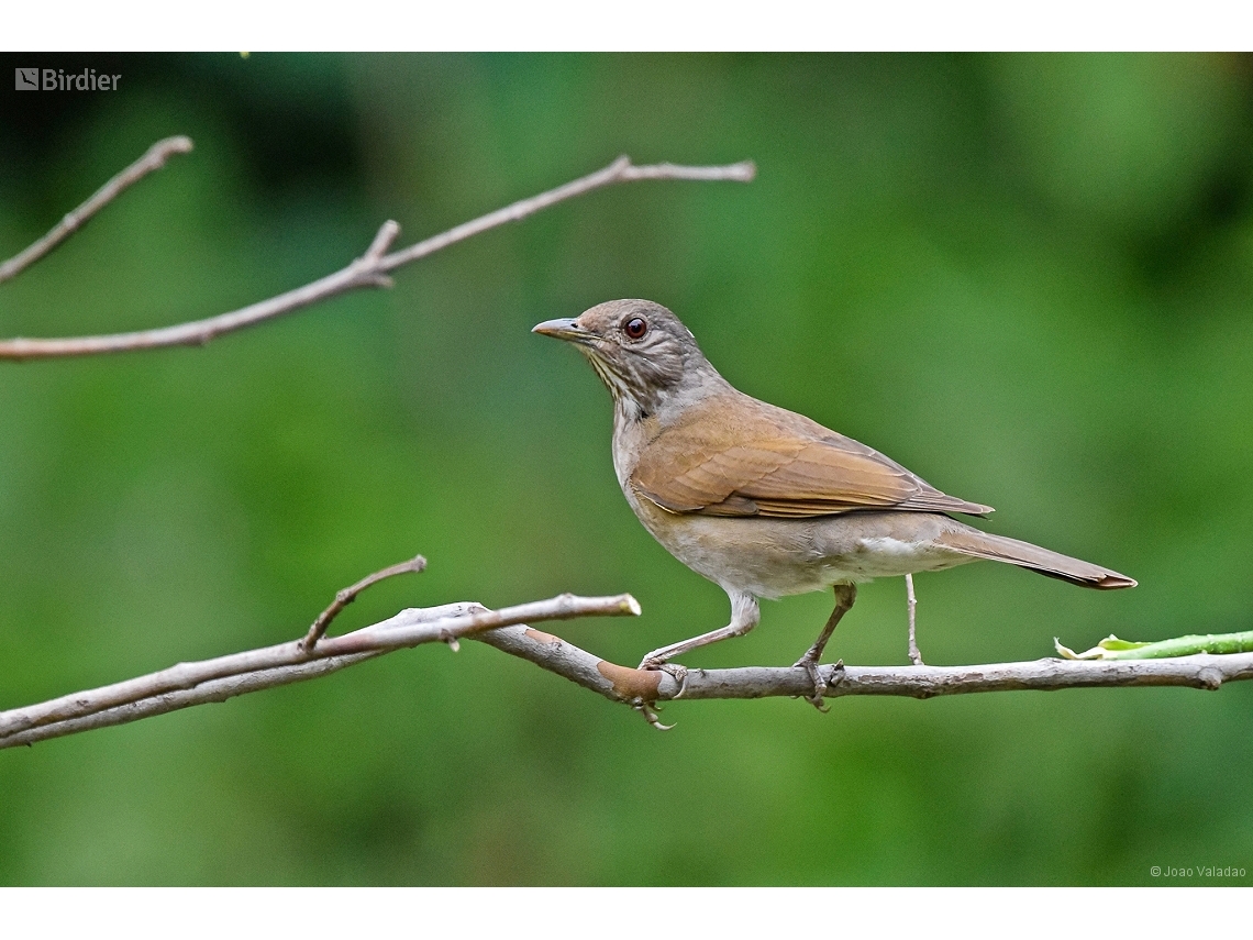Turdus leucomelas