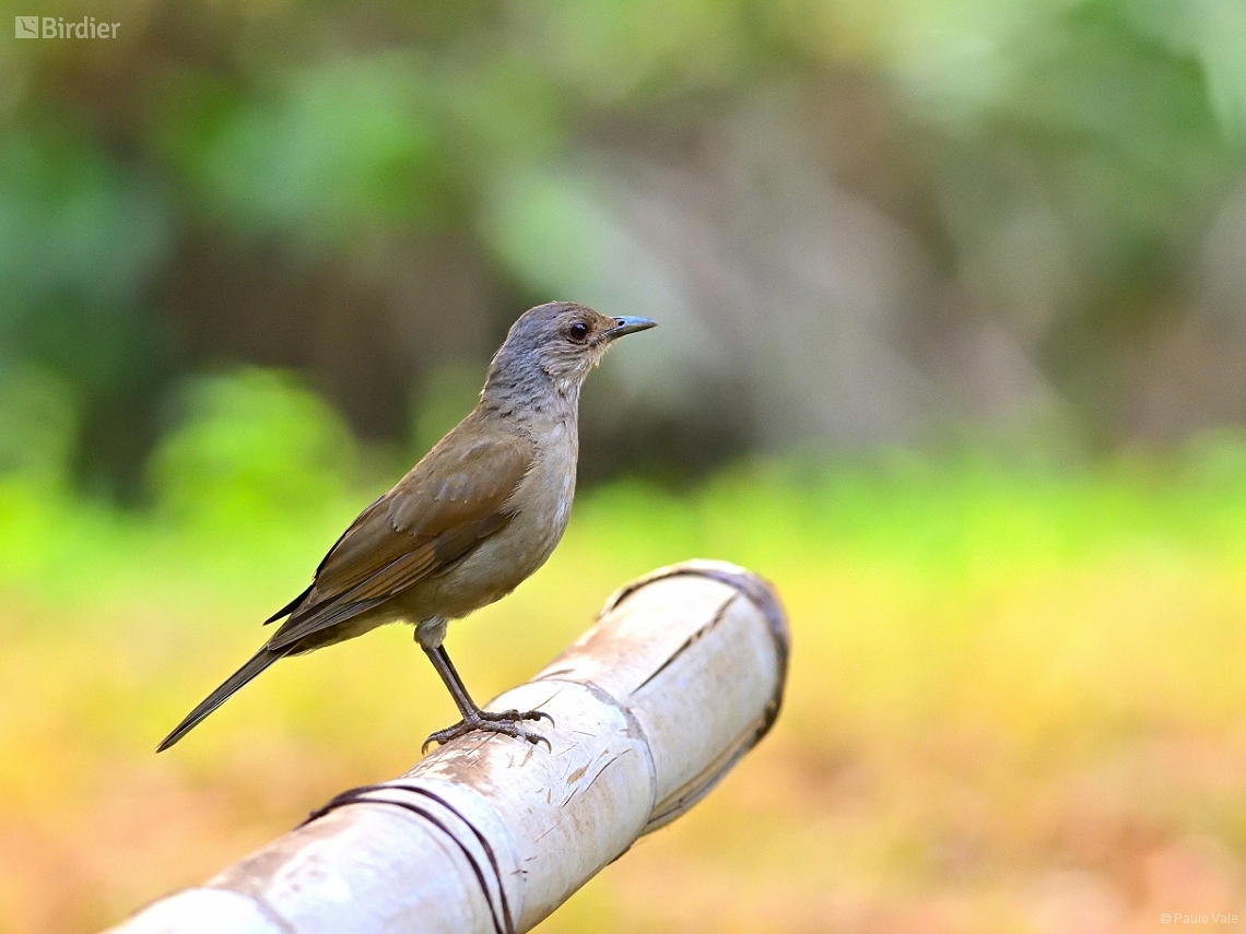 Turdus leucomelas