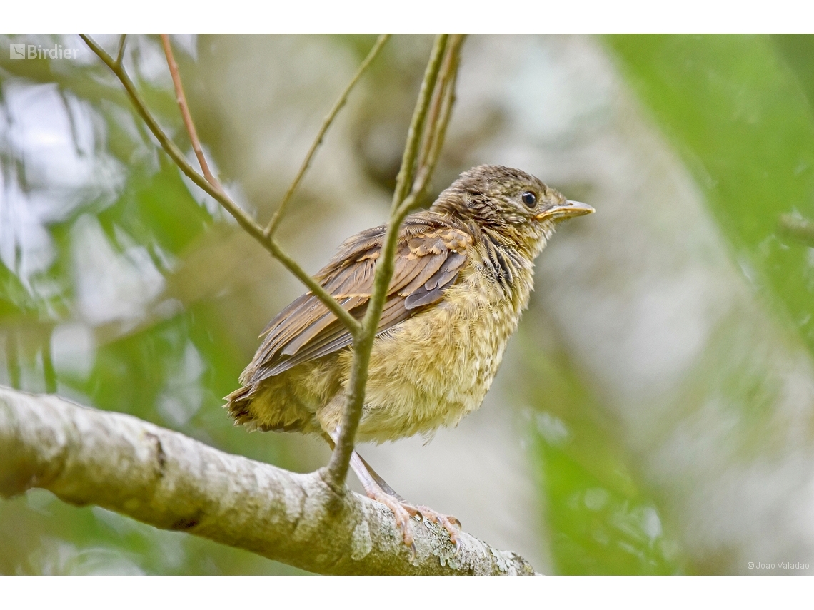 Turdus leucomelas