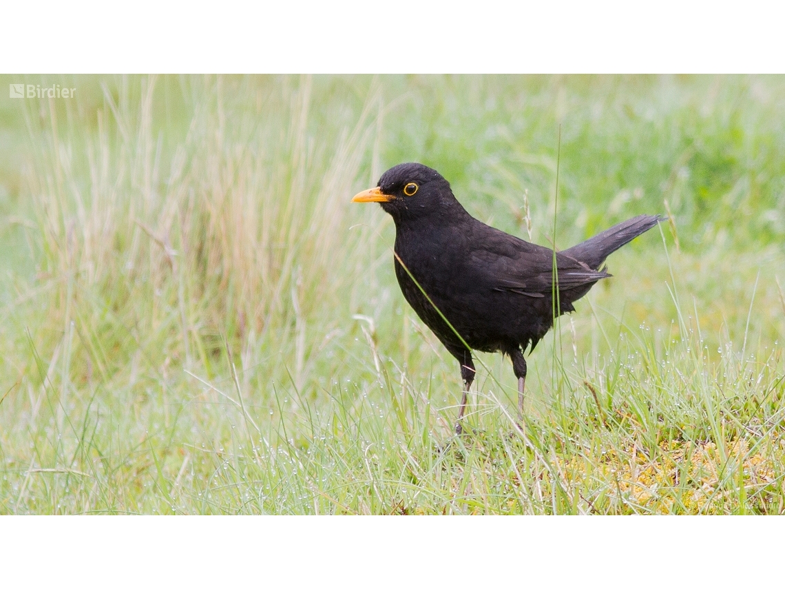 Turdus merula