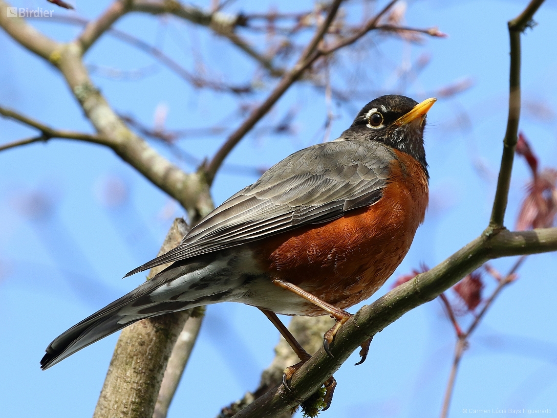 Turdus migratorius