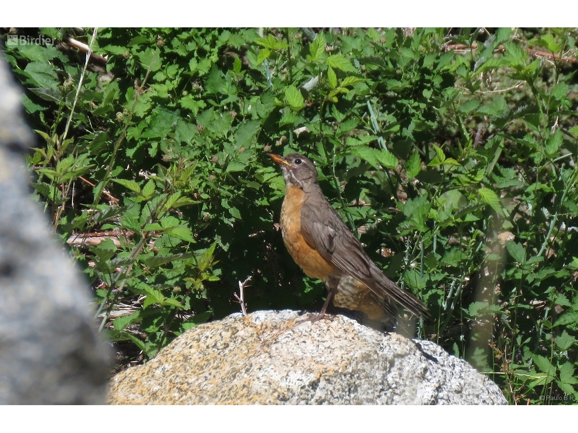 Turdus migratorius
