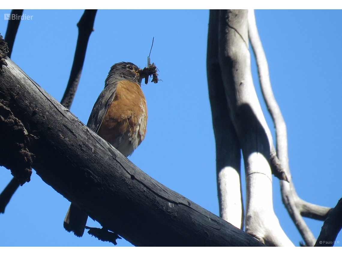 Turdus obscurus