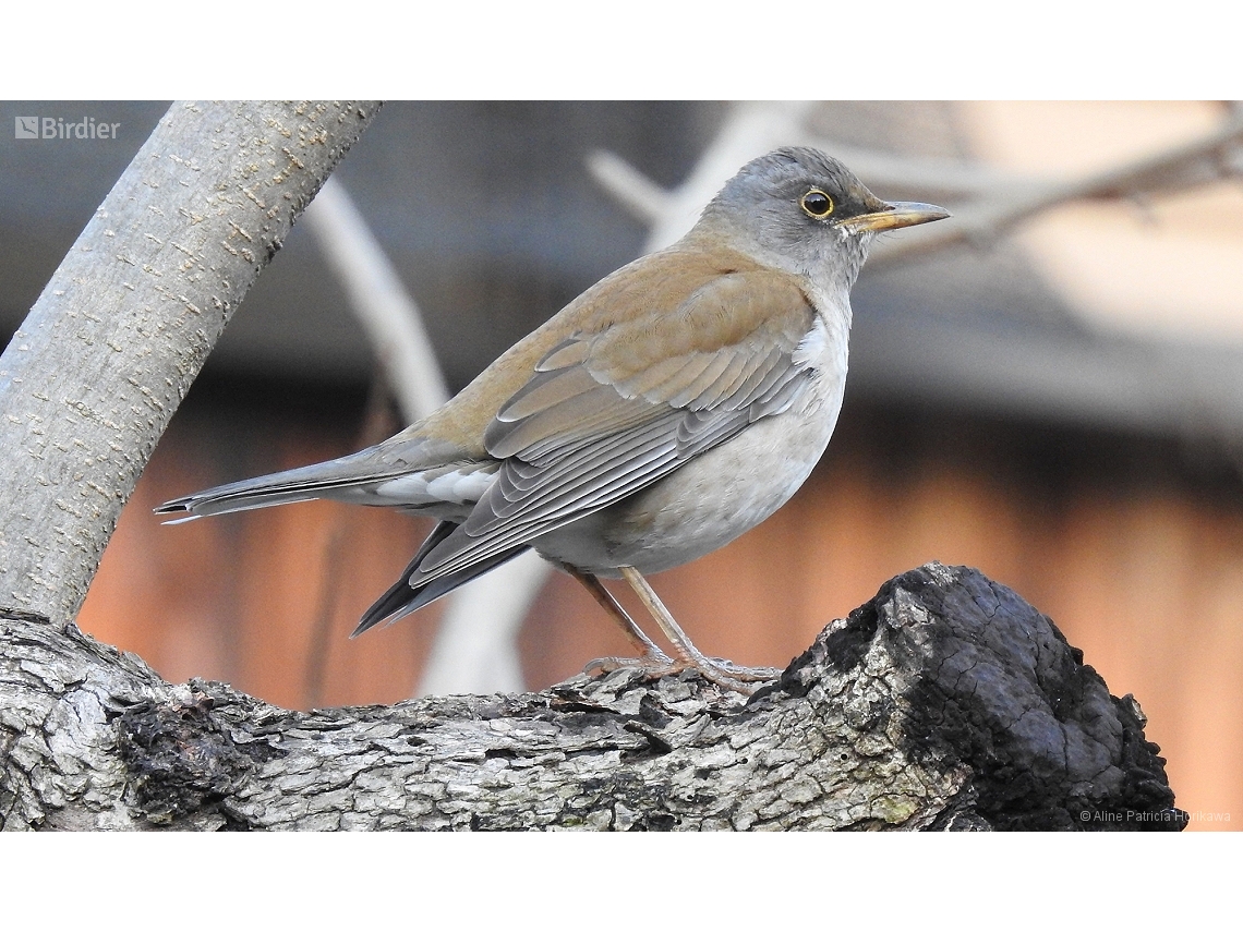Turdus pallidus