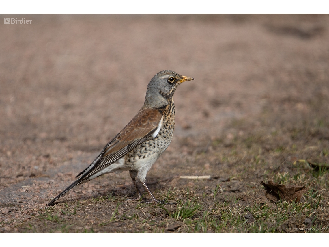 Turdus pilaris
