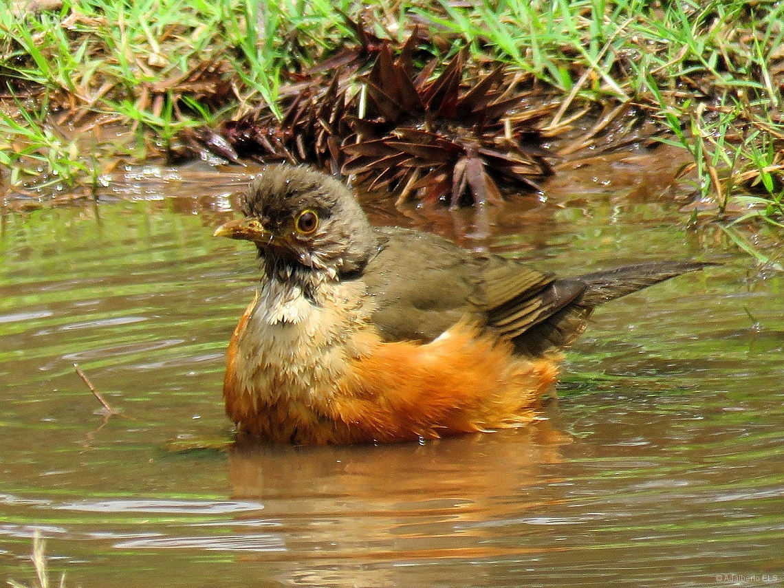 Turdus rufiventris