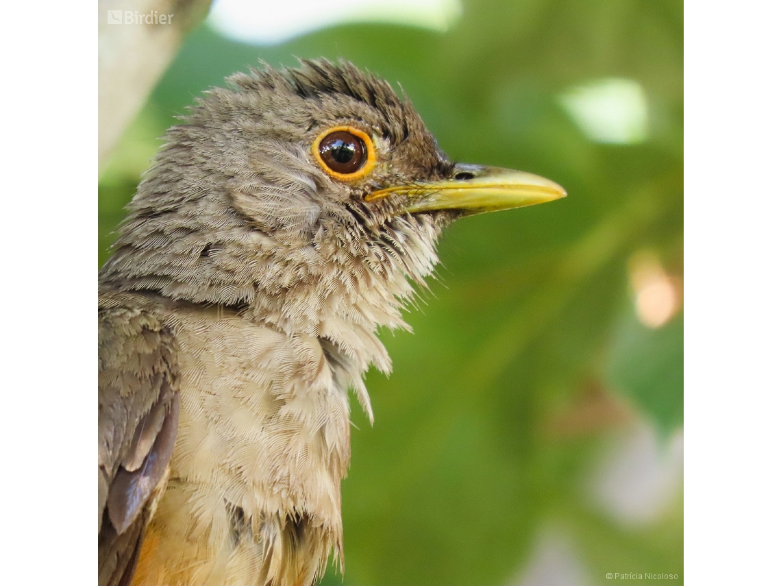 Turdus rufiventris