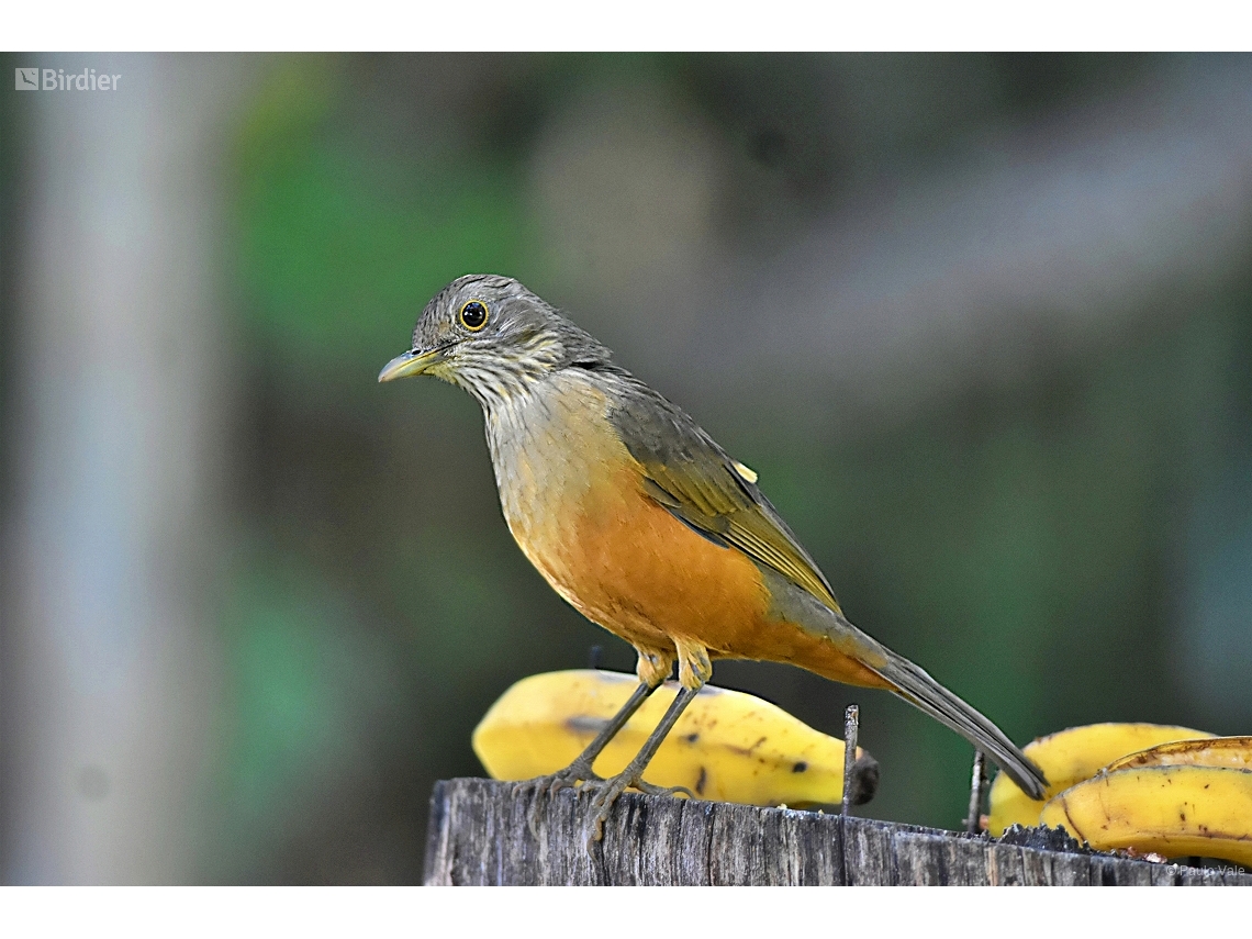 Turdus rufiventris