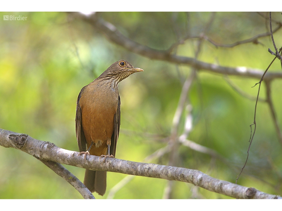 Turdus rufiventris