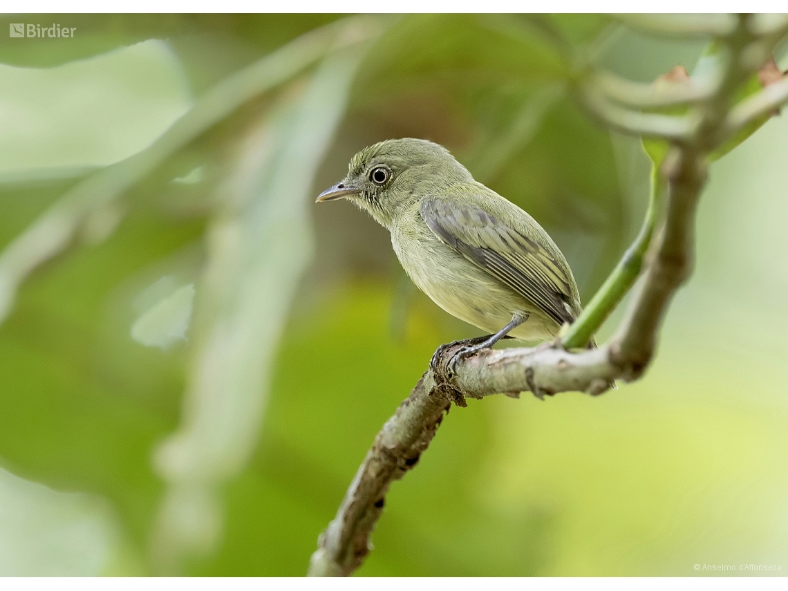 Tyranneutes stolzmanni
