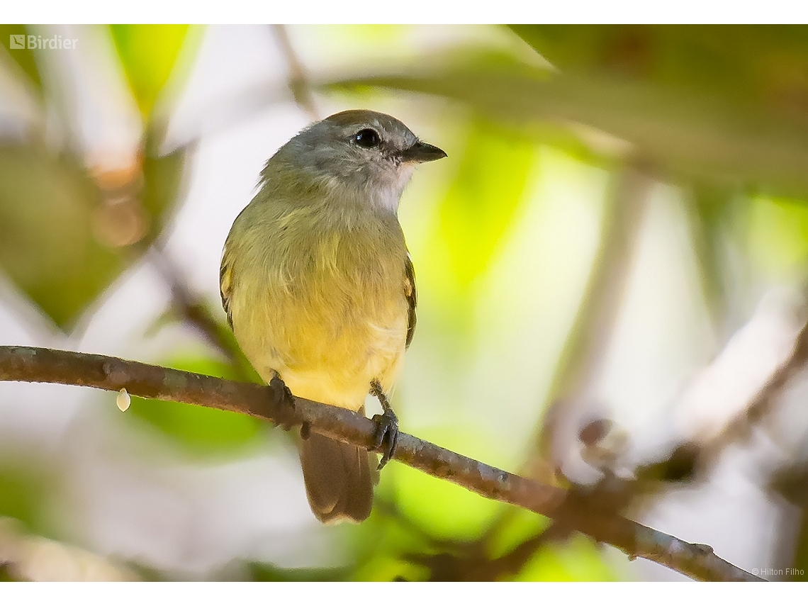 Tyrannulus elatus