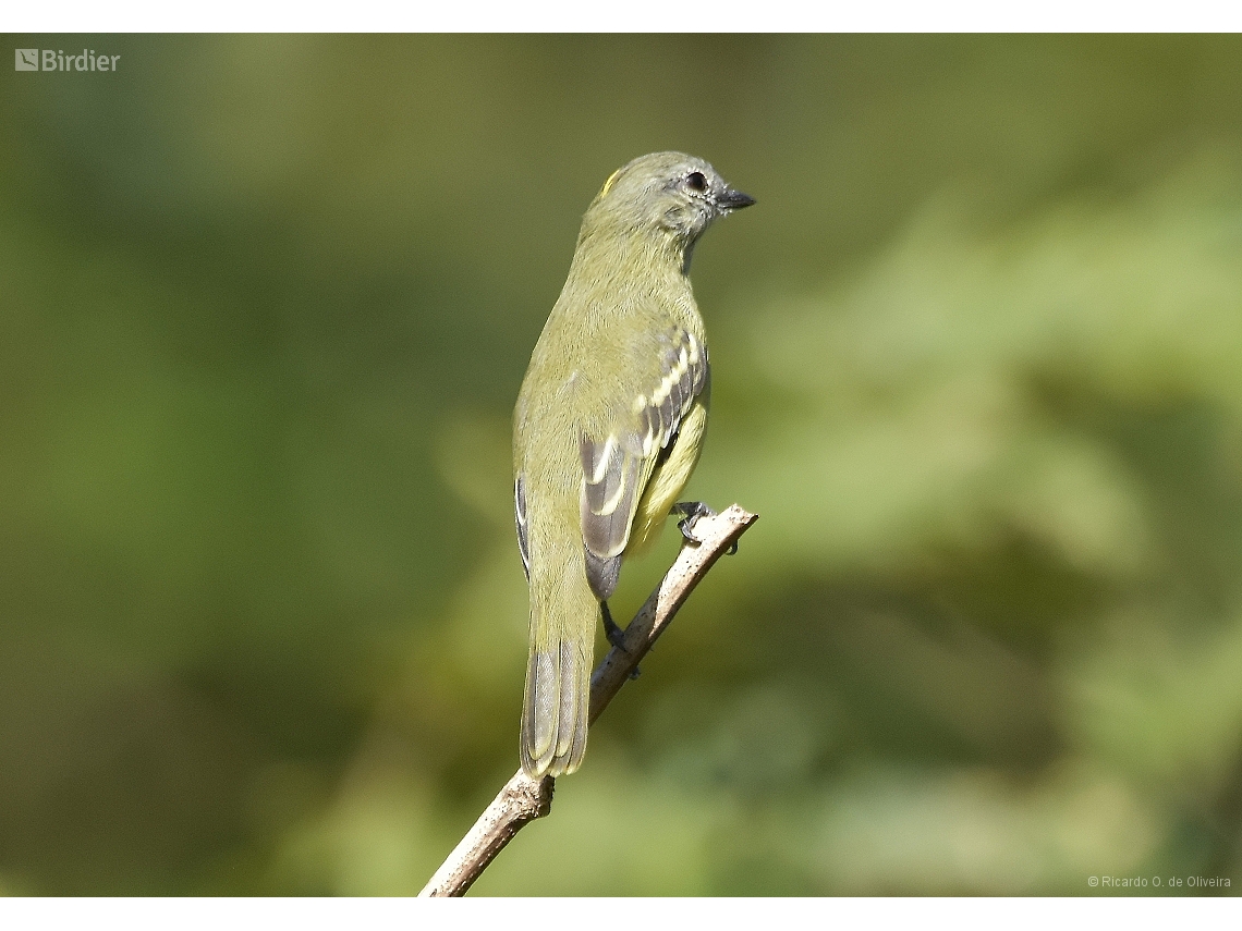 Tyrannulus elatus