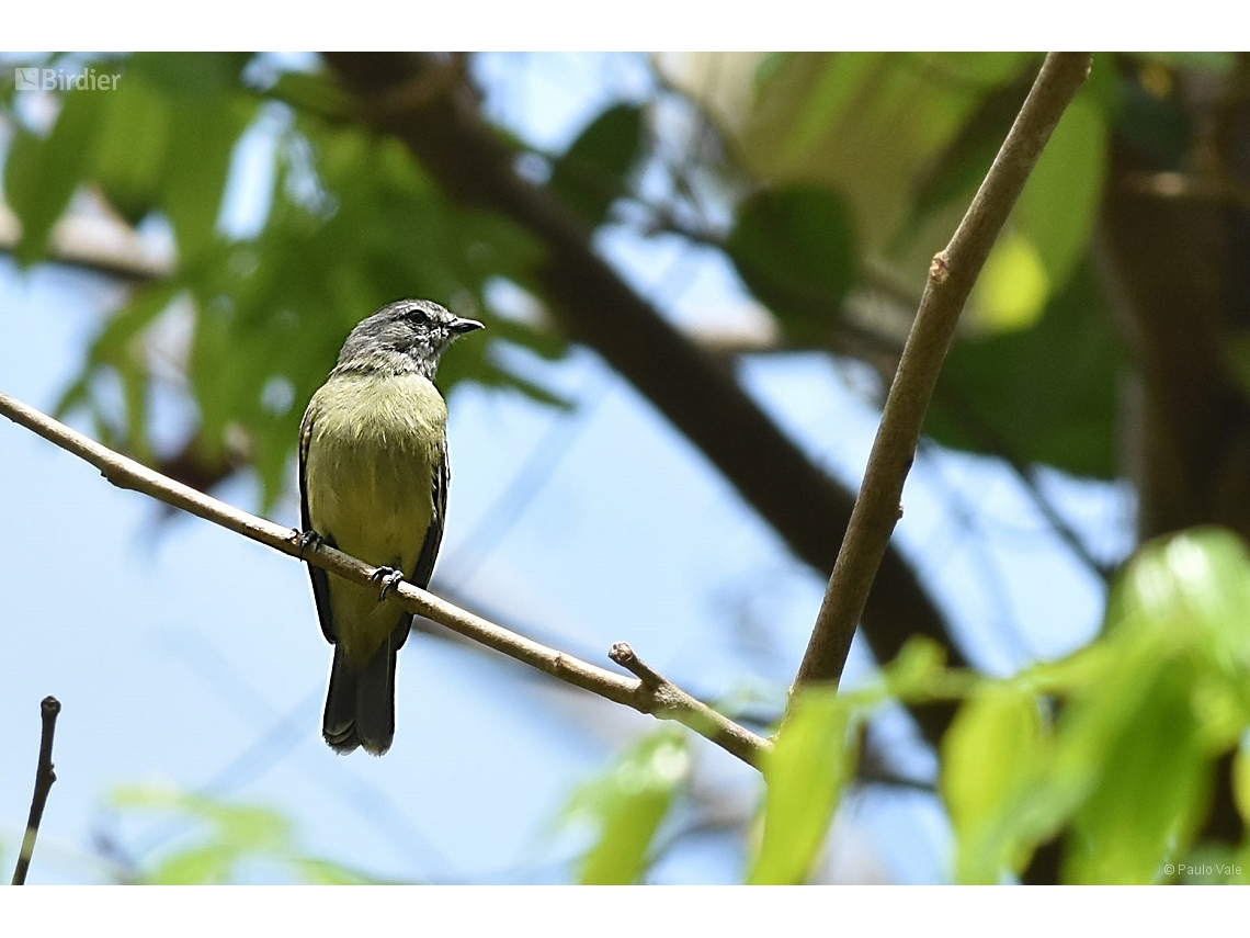 Tyrannulus elatus