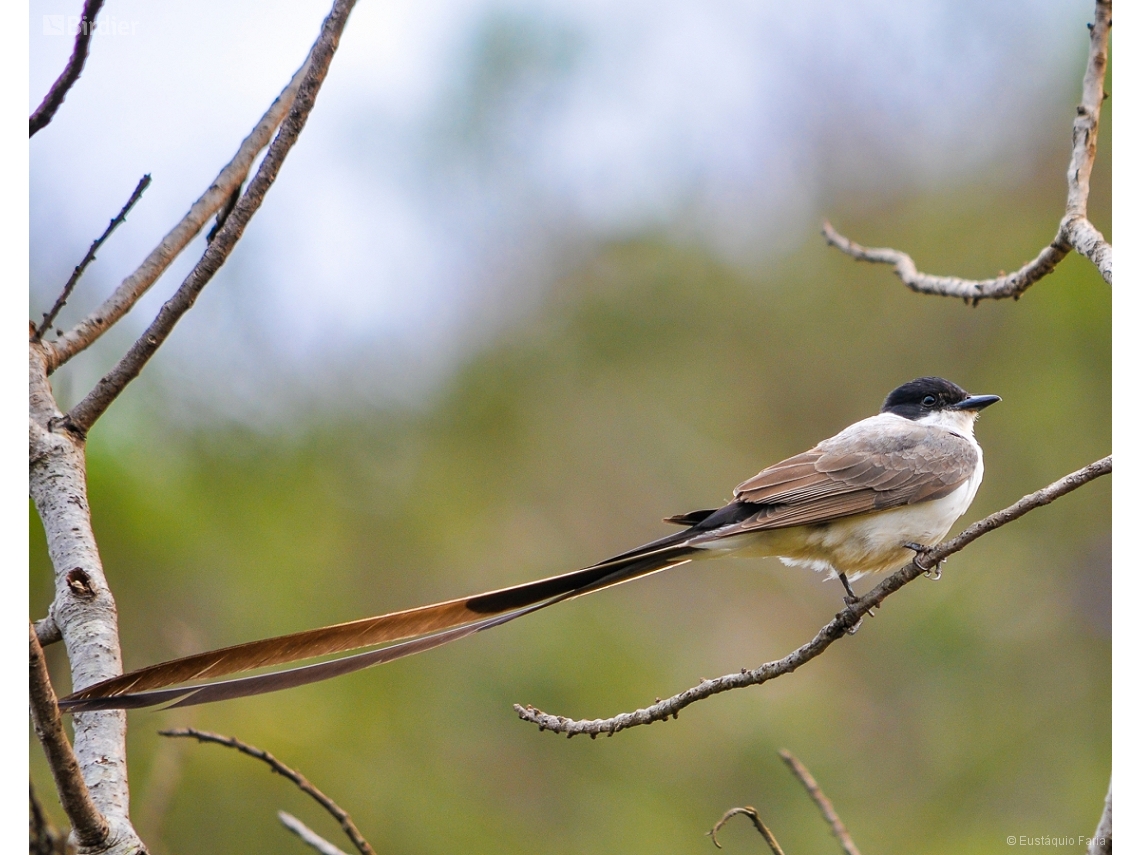 Tyrannus savana