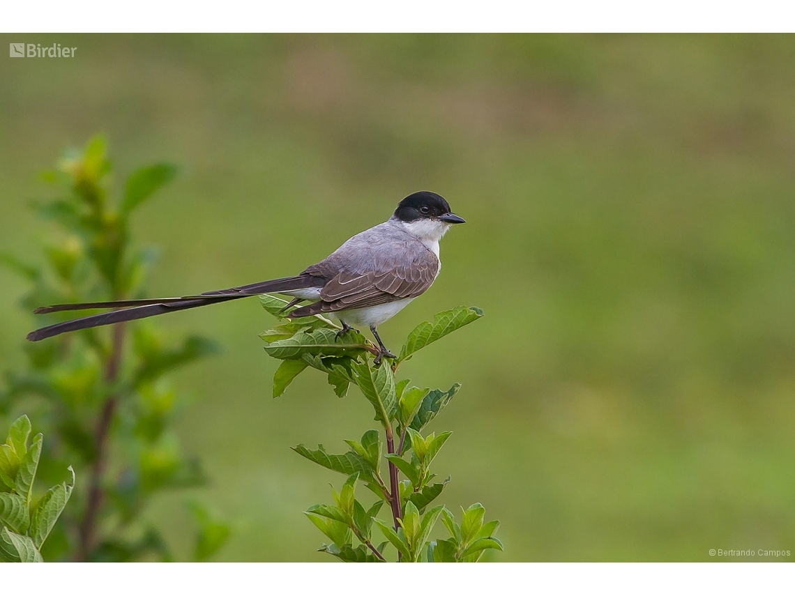Tyrannus savana