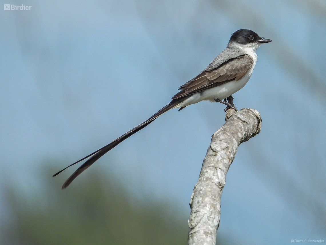 Tyrannus savana