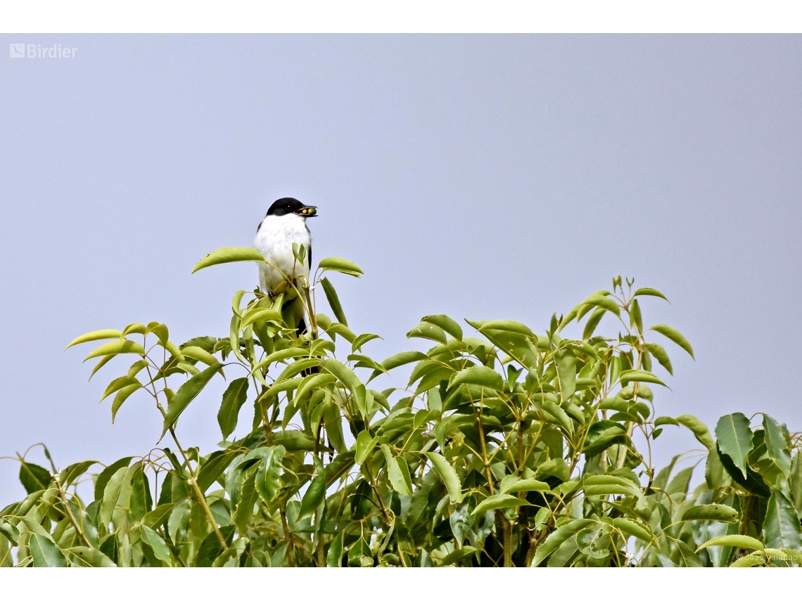 Tyrannus savana