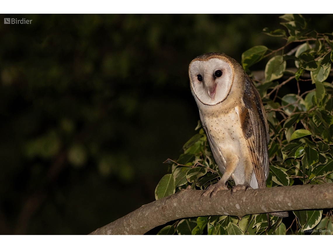 Tyto furcata