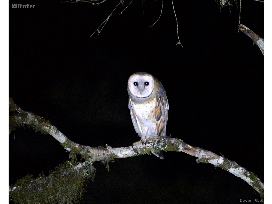 Tyto furcata