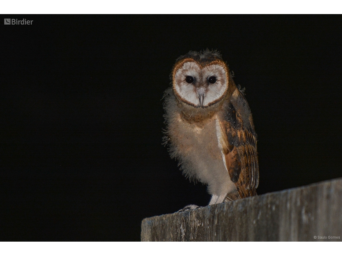 Tyto furcata