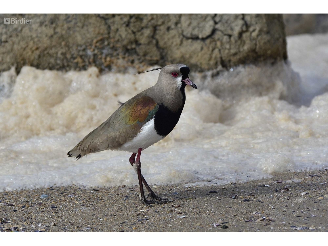 Vanellus chilensis