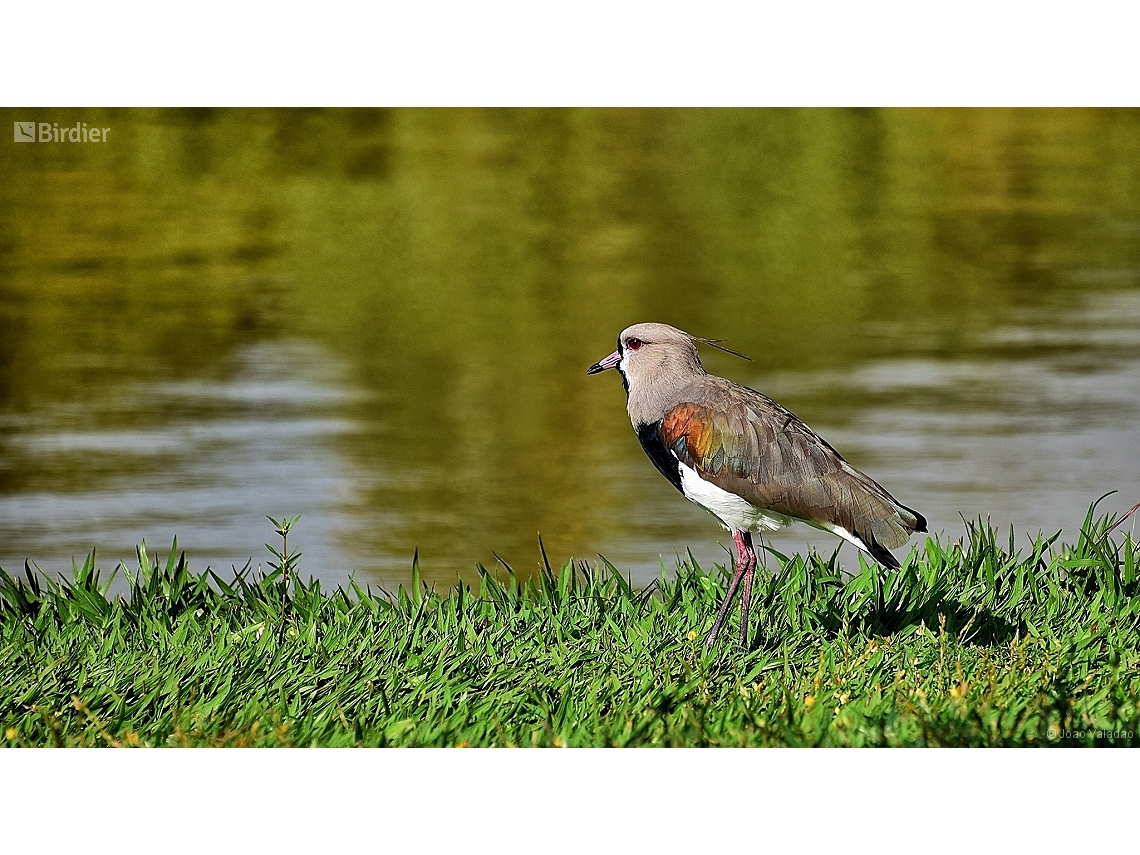 Vanellus chilensis