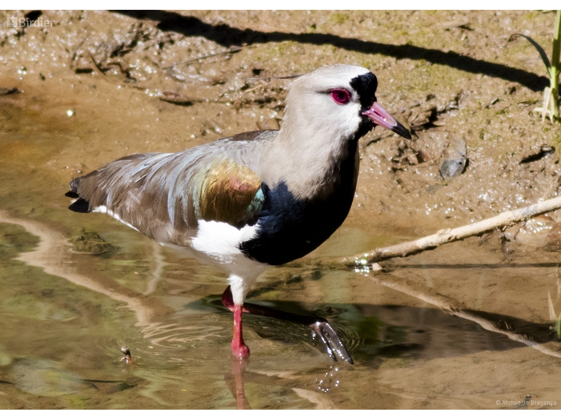 Vanellus chilensis