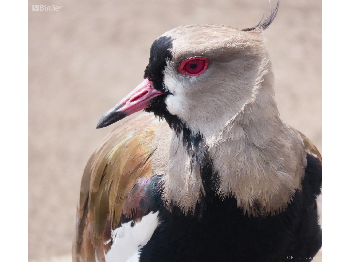 Vanellus chilensis