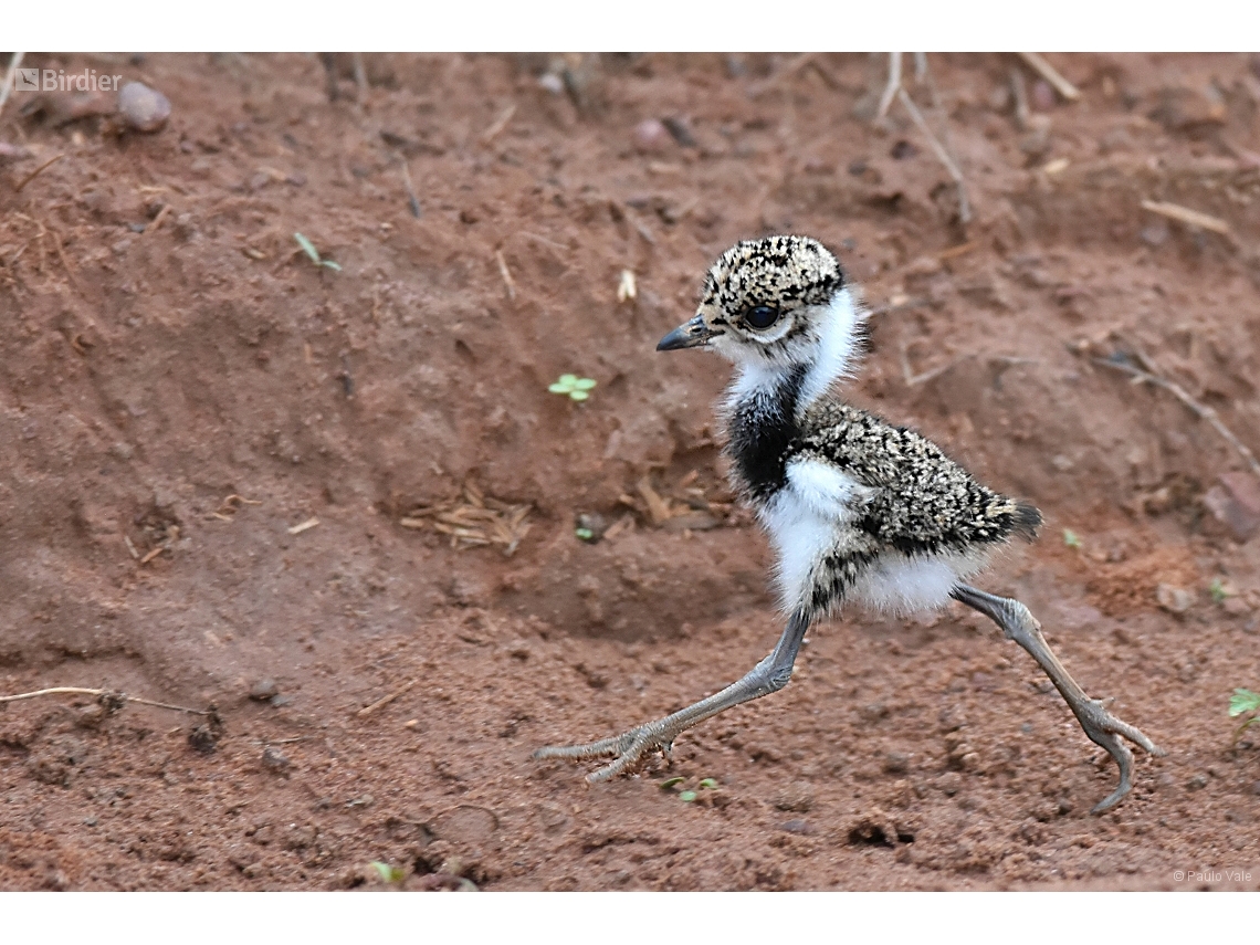 Vanellus chilensis
