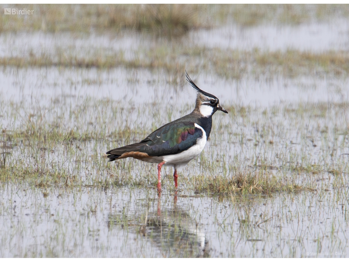 Vanellus vanellus