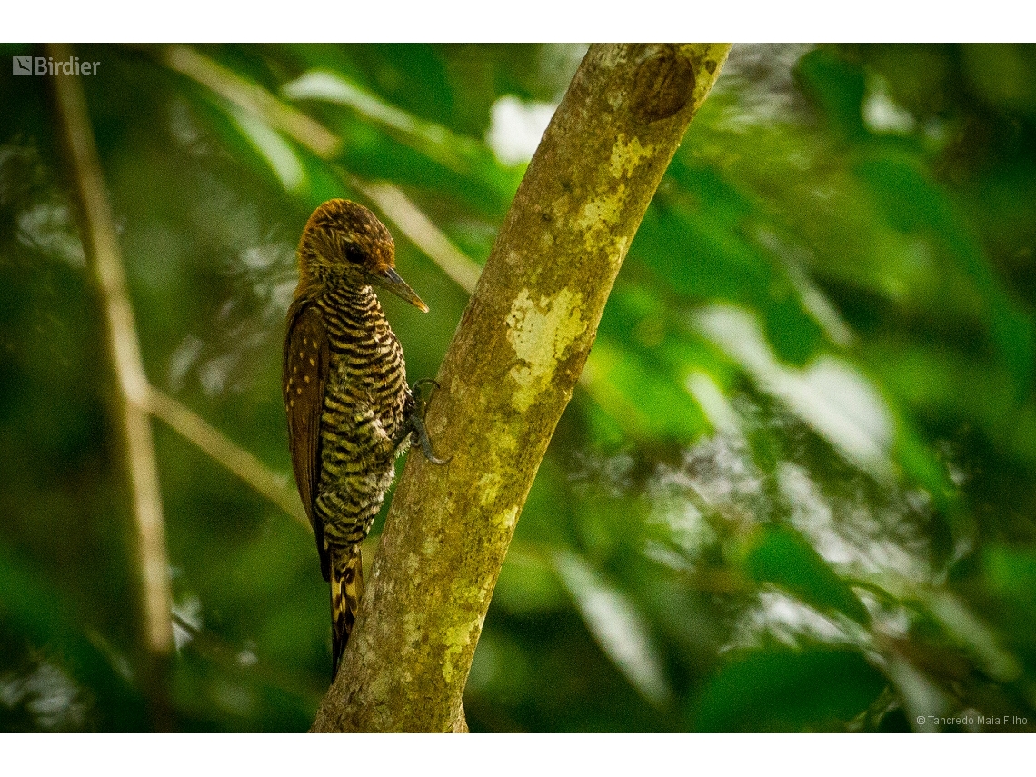 Veniliornis cassini