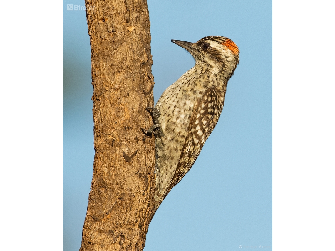 Veniliornis mixtus