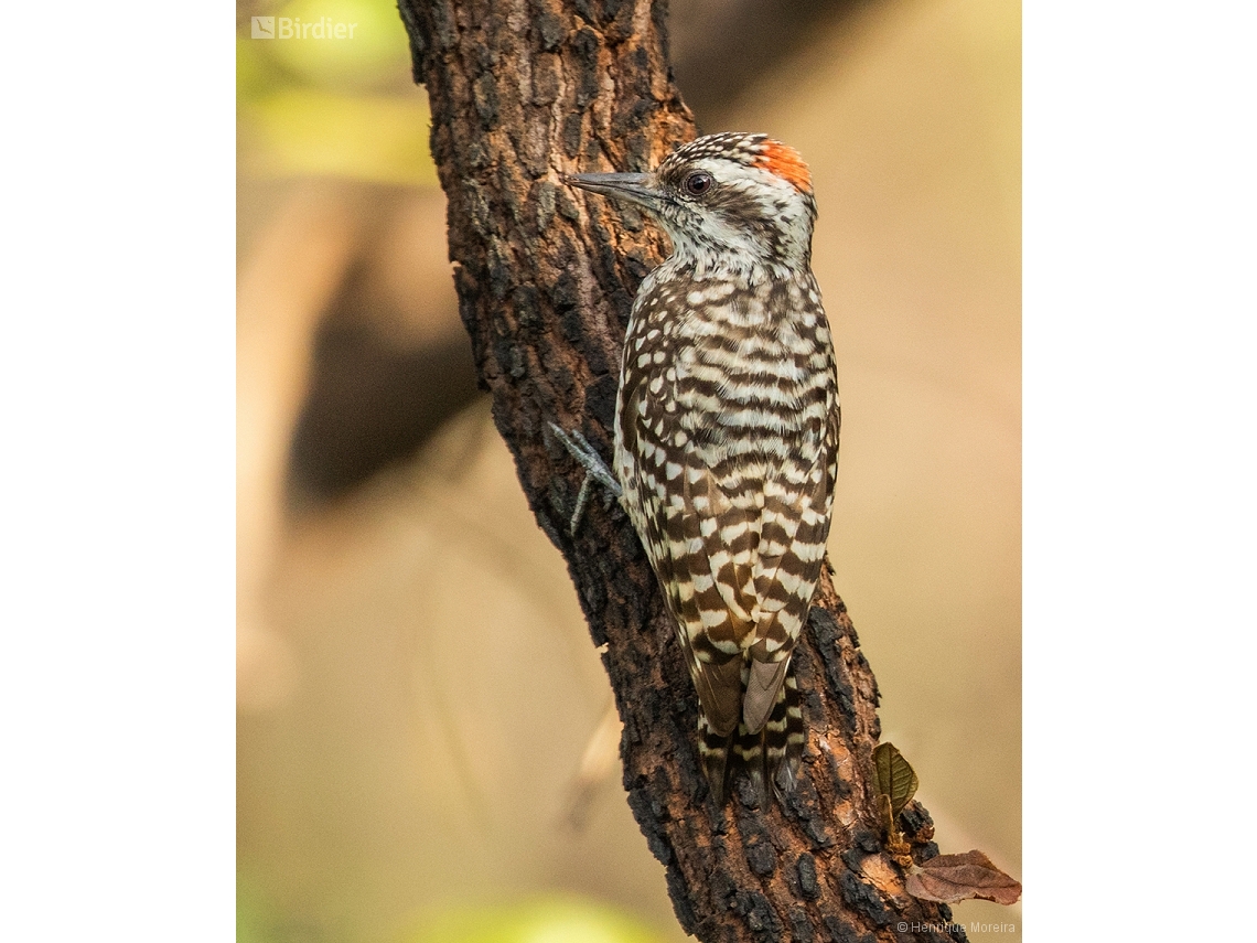 Veniliornis mixtus
