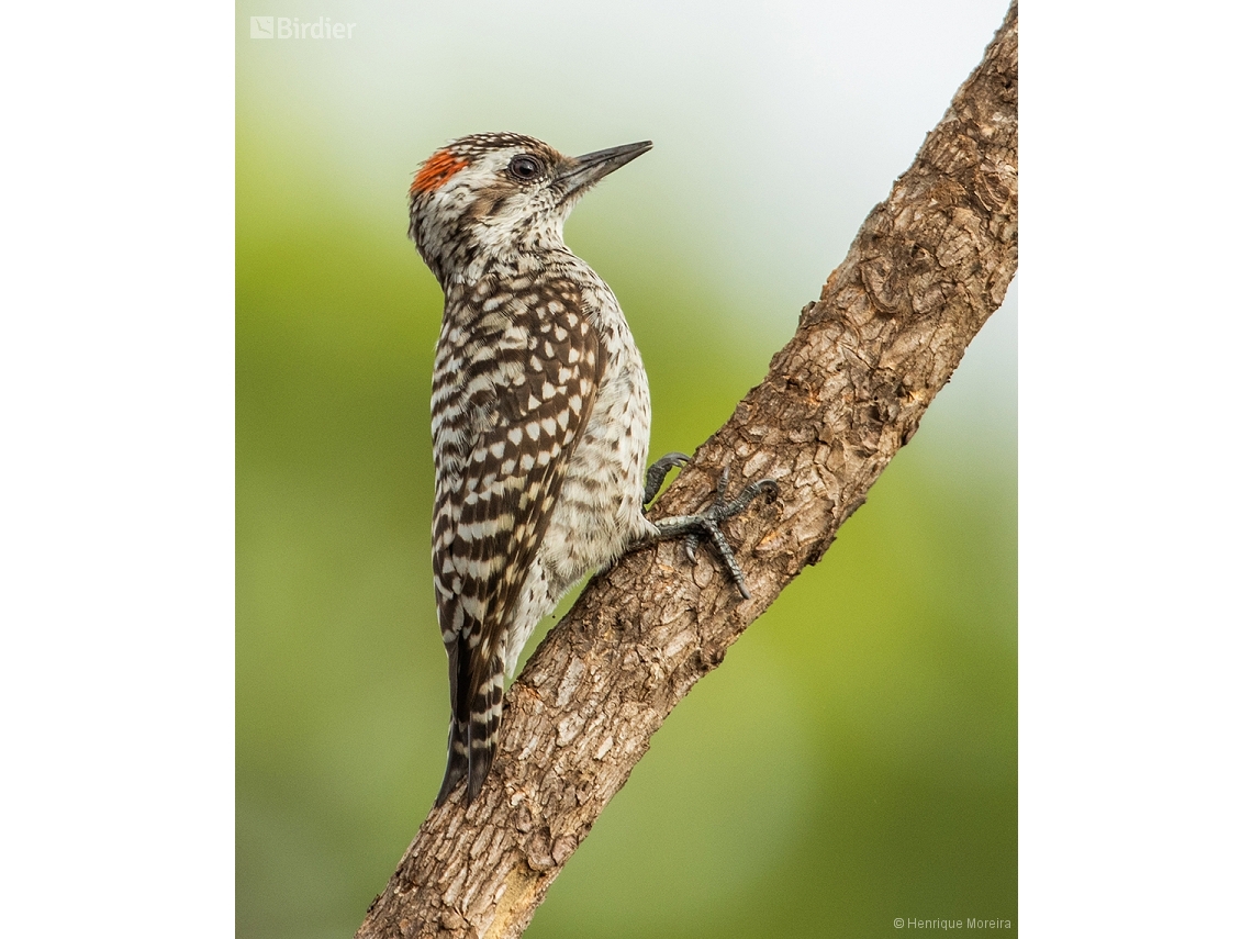 Veniliornis mixtus