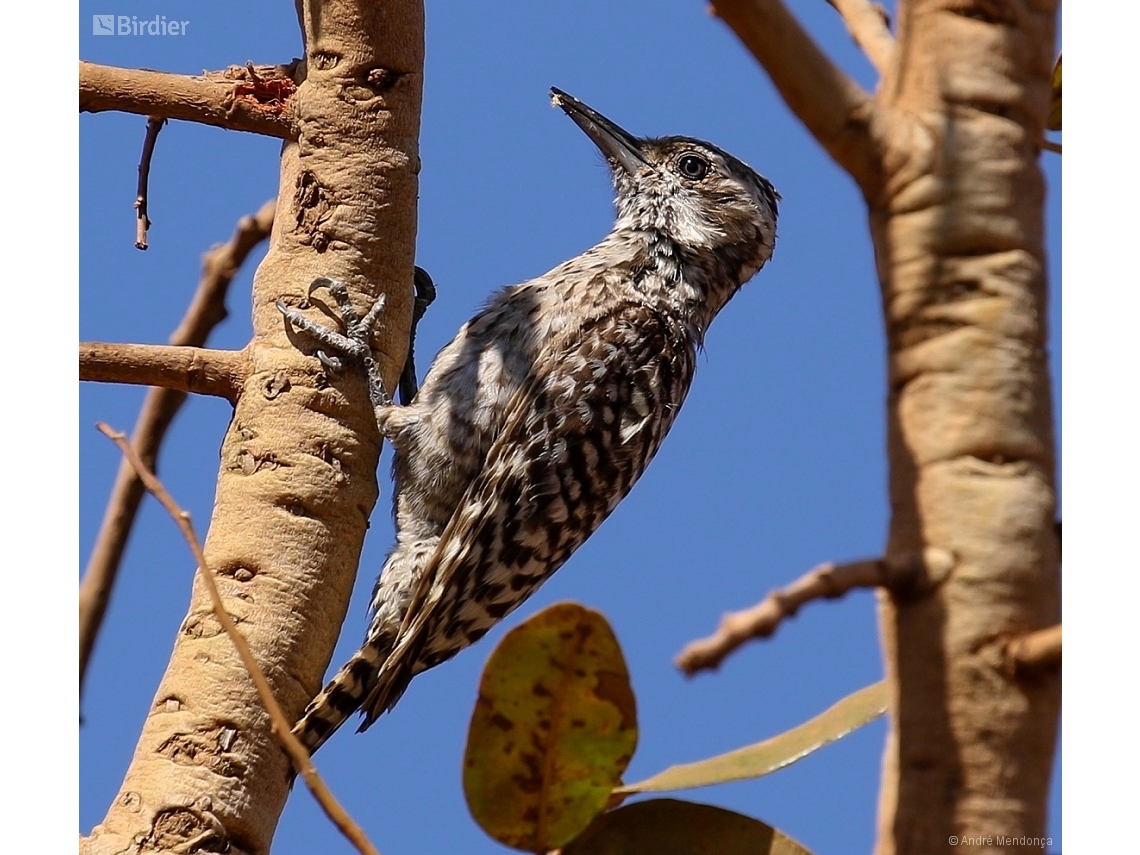 Veniliornis mixtus
