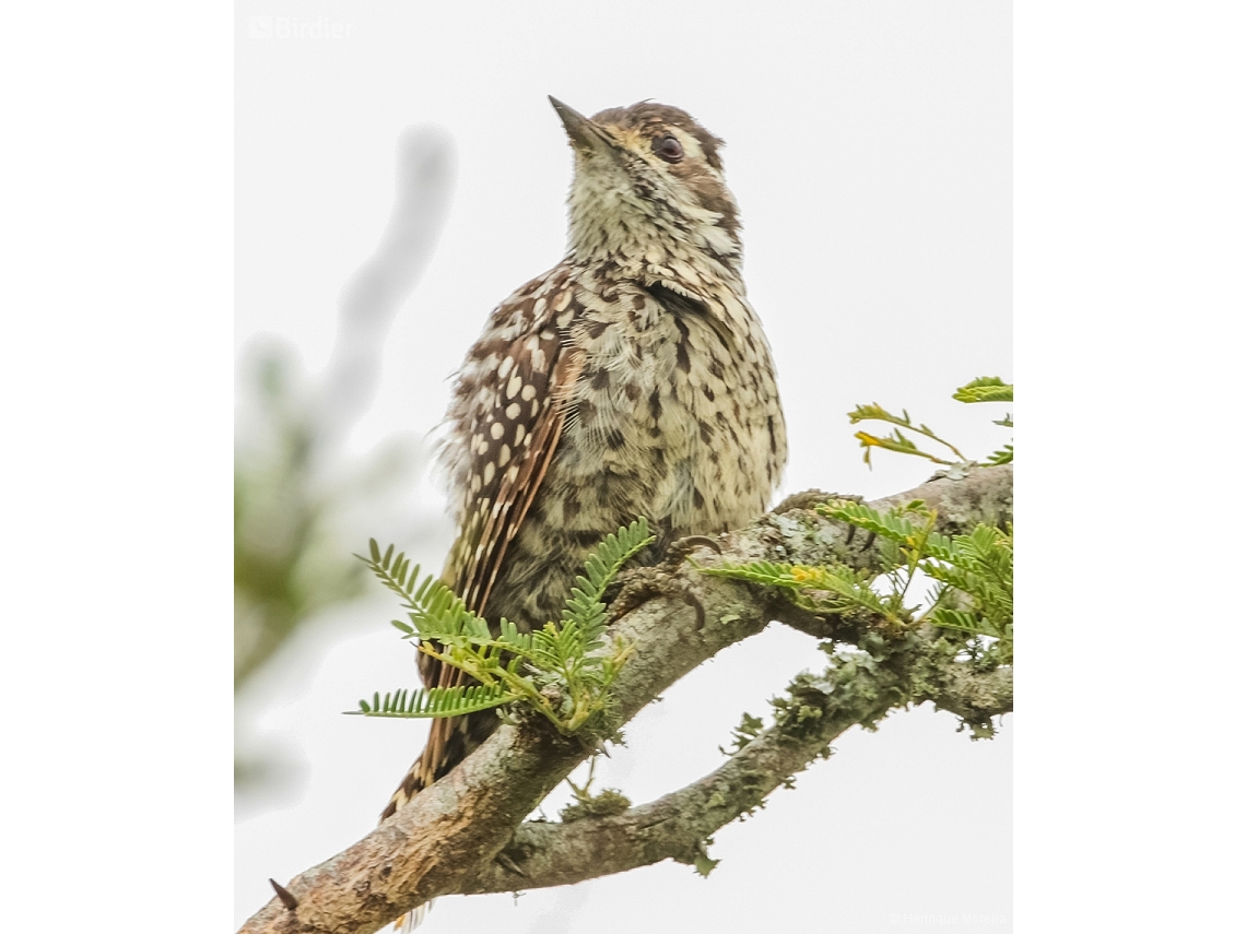 Veniliornis mixtus