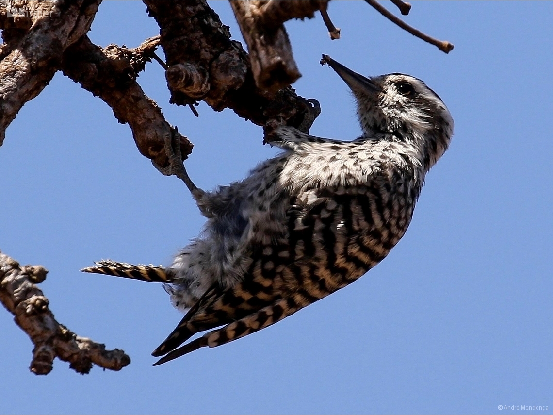 Veniliornis mixtus