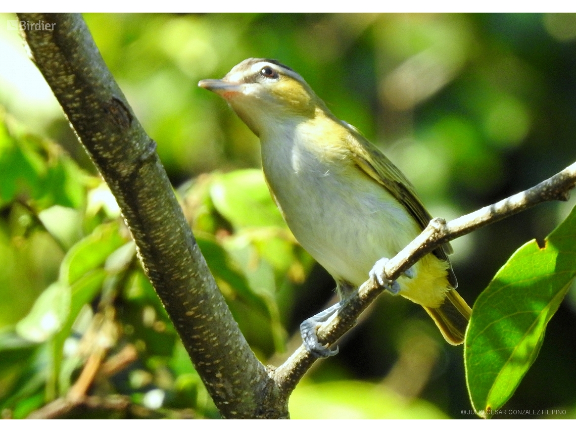 Vireo chivi