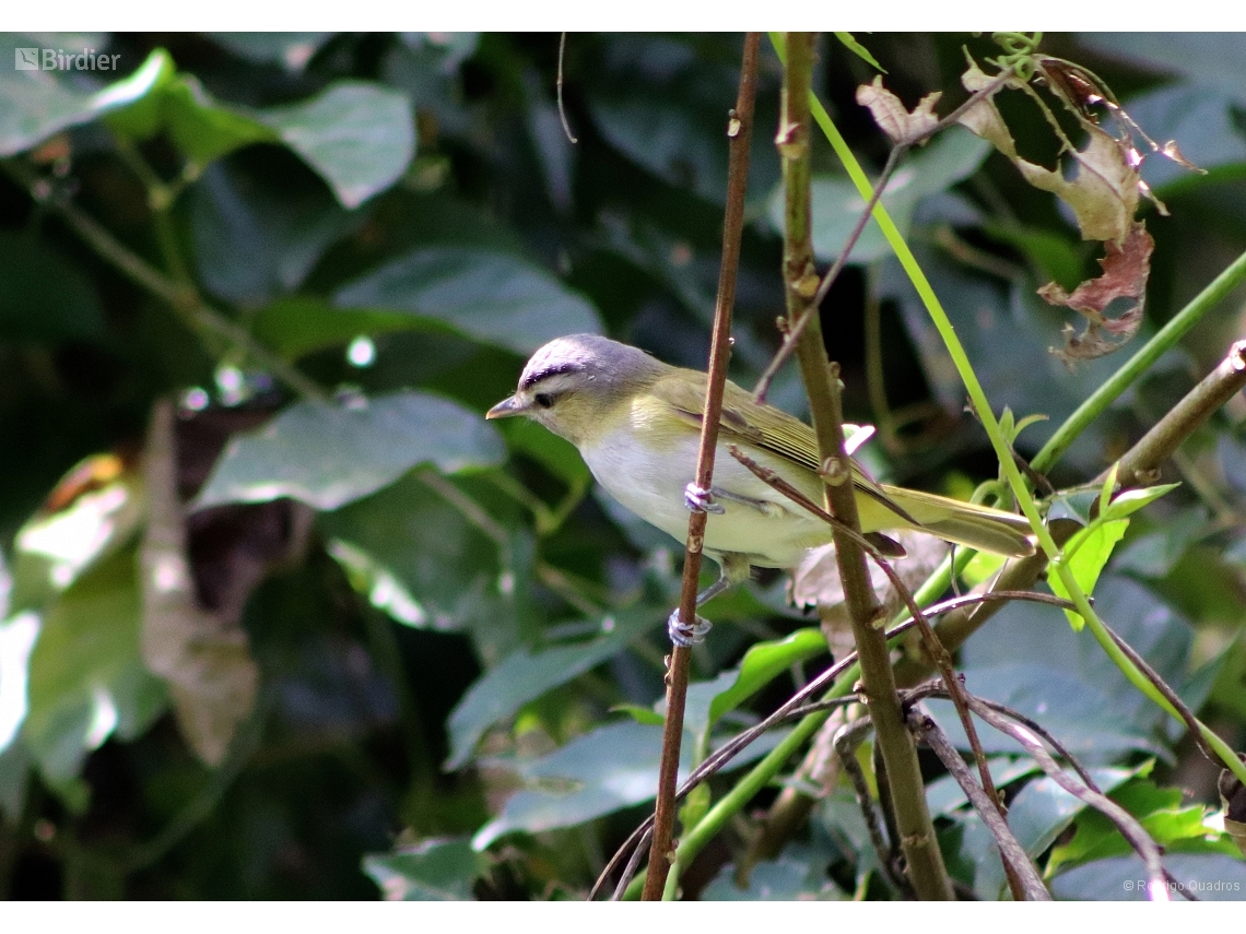 Vireo chivi