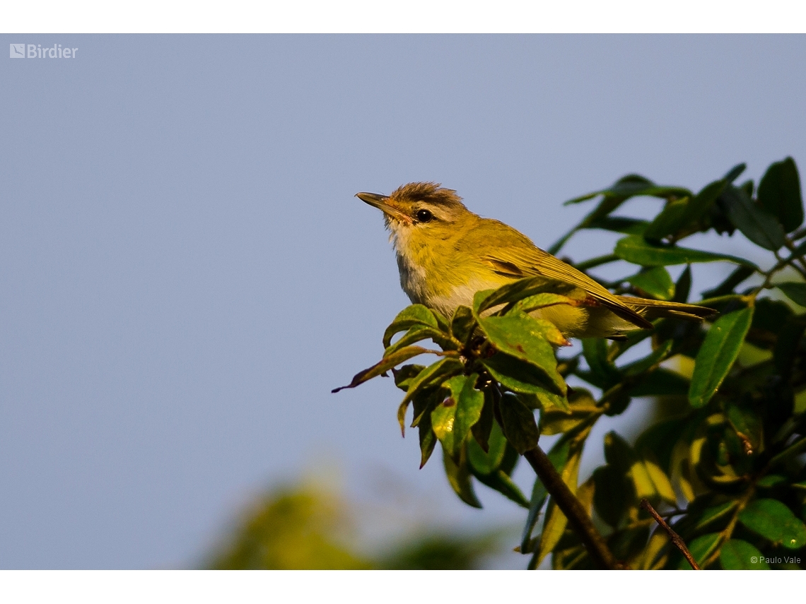 Vireo chivi