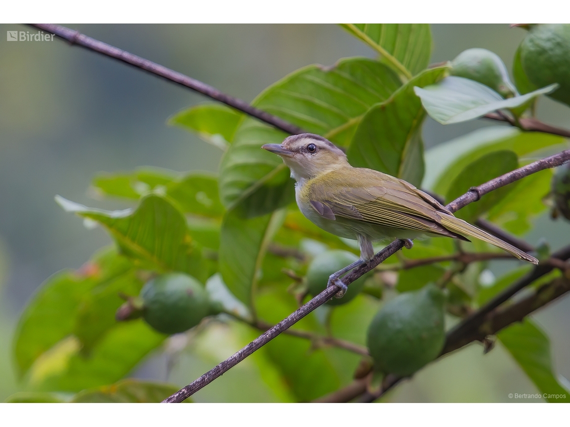 Vireo chivi