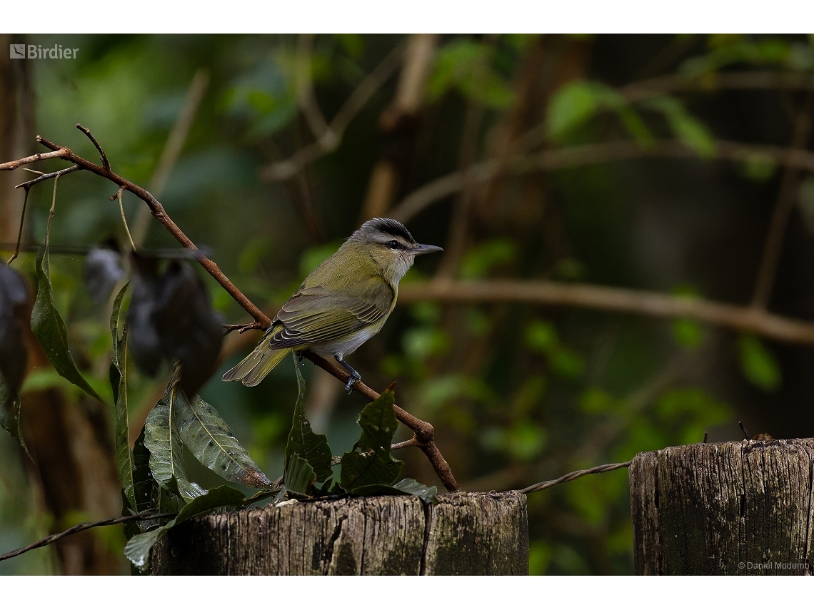 Vireo chivi