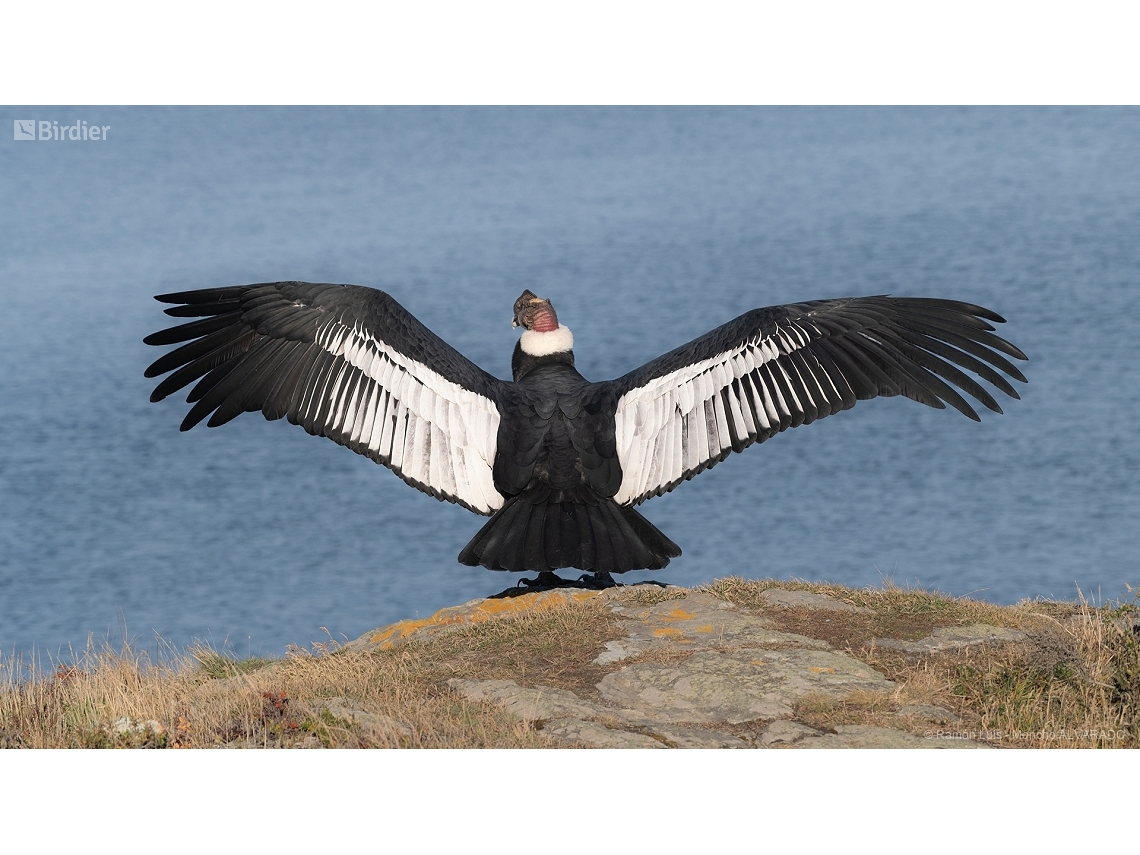 Vultur gryphus
