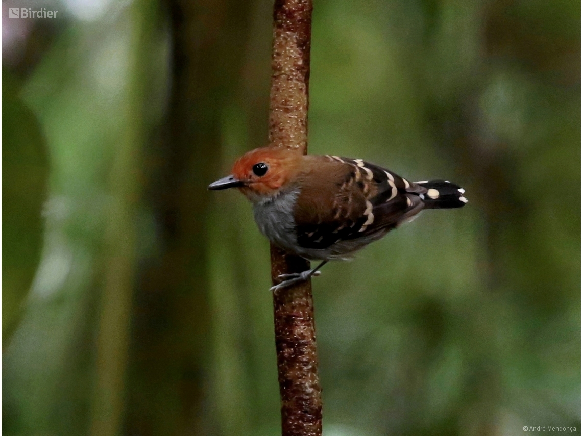 Willisornis poecilinotus