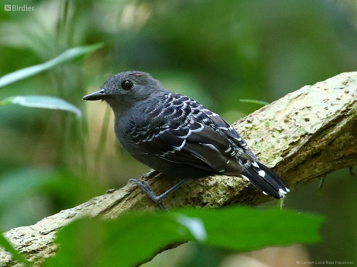 Willisornis poecilinotus