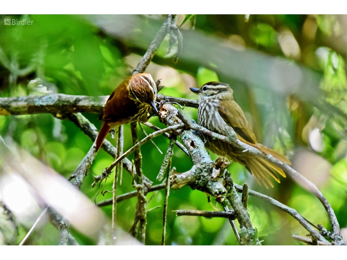 Xenops rutilans